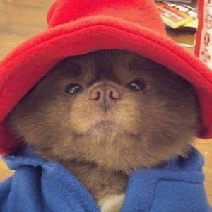 Meet your Posher, Jo